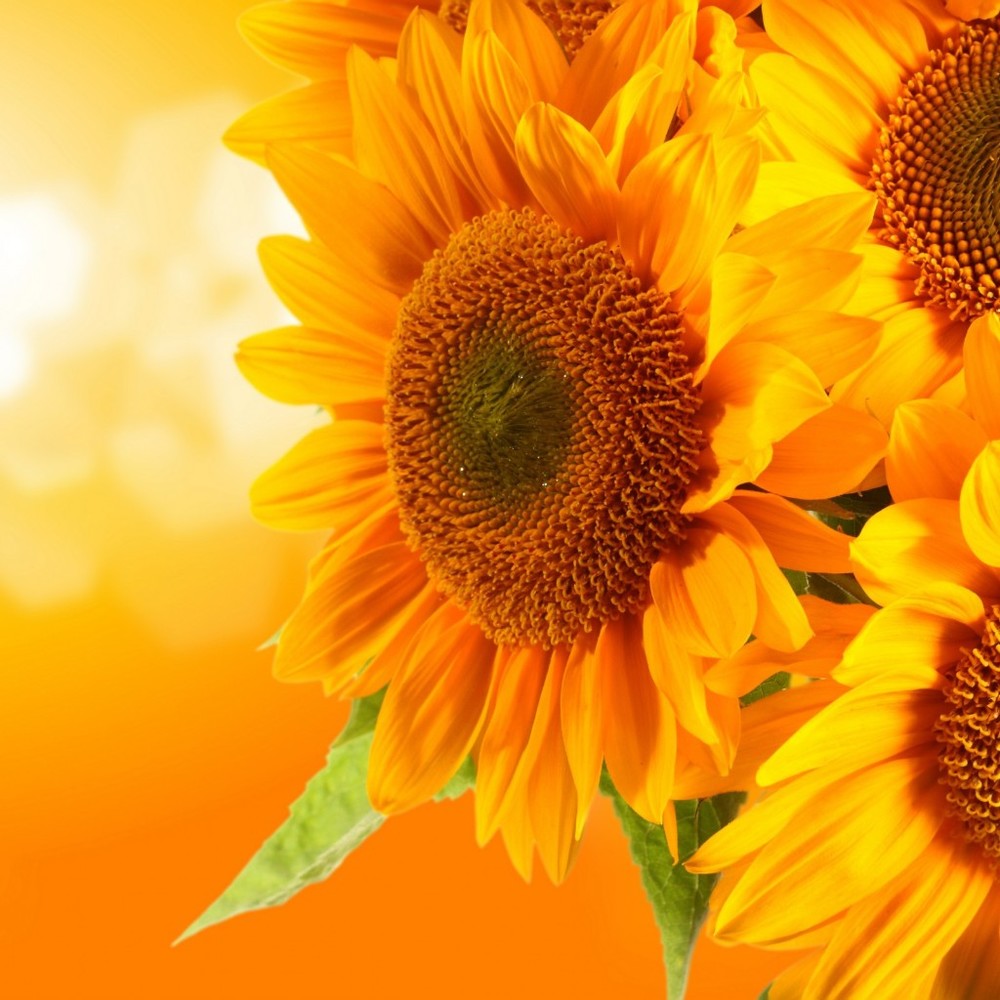 Meet your Posher, Sunflower
